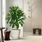 5FT Artificial Dracaena Plant Large Plants with Tall