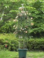 6 Feet Tall Garden Trellis for Climbing Plants