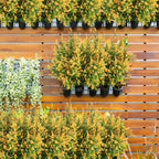 6 Pcs Artificial Lavender Flowers Decorative Plastic Plants