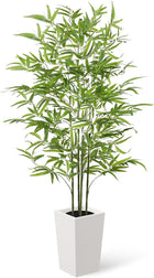 Bamboo Tree | 1 Pack