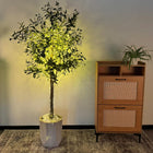 Style 2 | Olive Tree | 1 Pack