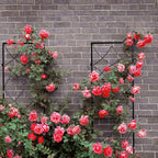 9x Garden Trellises for Plugging Creeper Climbing Plants