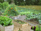 Allotment Raised Beds High