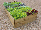Allotment Raised Beds High