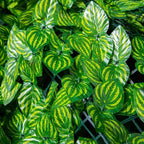 Artificial Ivy Privacy Fence Plastic Leaf Panels Screen
