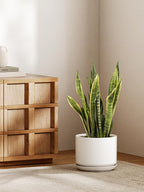 Ceramic Large Indoor Plant Pot Planter