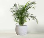 Ceramic Plant Pot Flower Pots