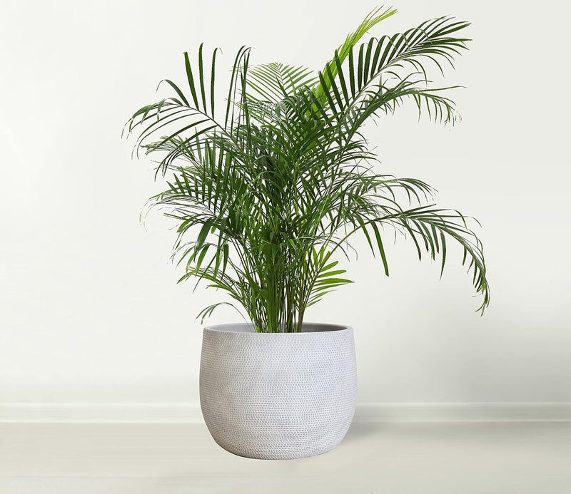 Ceramic Plant Pot Flower Pots