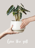Ceramic Plant Pots Pot