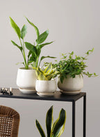 Ceramic Plant Pots Pot