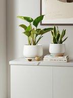 Ceramic Plant Pots Pot