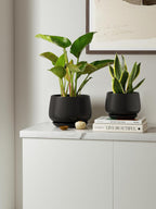 Ceramic Plant Pots Pot