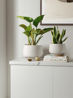 Ceramic Plant Pots Pot