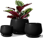 Ceramic Plant Pots Pot