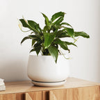 Ceramic Plant Pots Pot