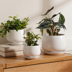 Ceramic Plant Pots Pot