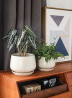 Ceramic Plant Pots Pot