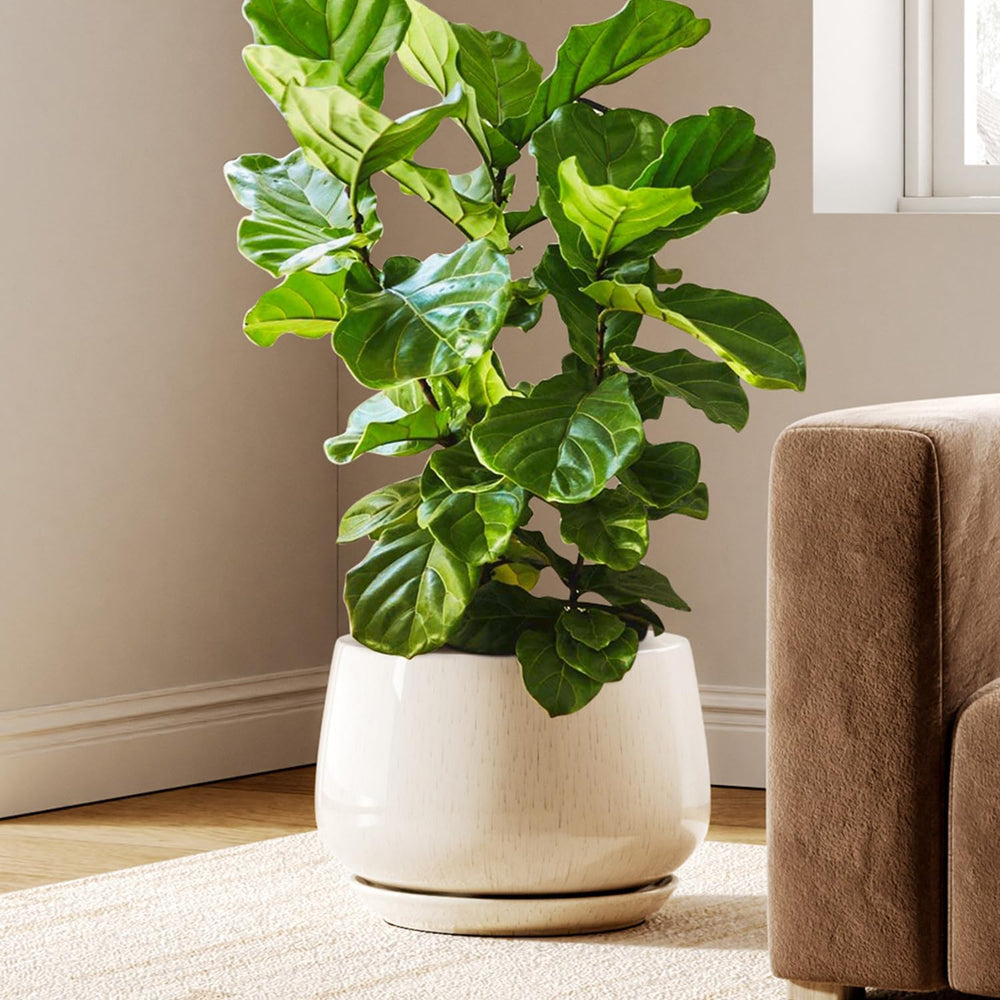 Ceramic Plant Pots Pot
