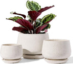 Ceramic Plant Pots Pot
