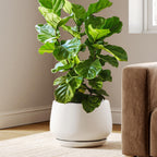Ceramic Plant Pots Pot