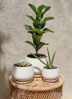 Ceramic Plant Pots Pot