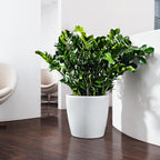 Classico Colour 43 Round Planter Plastic Self-Watering Plant