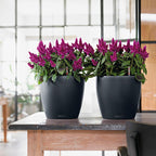 Classico Colour 43 Round Planter Plastic Self-Watering Plant