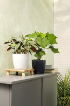 Classico Colour 43 Round Planter Plastic Self-Watering Plant