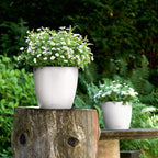 Classico Colour 43 Round Planter Plastic Self-Watering Plant