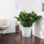 Classico Colour 43 Round Planter Plastic Self-Watering Plant