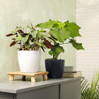 Classico Colour 43 Round Planter Plastic Self-Watering Plant