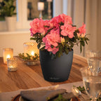 Classico Colour 43 Round Planter Plastic Self-Watering Plant