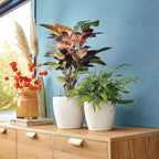 Classico Colour 43 Round Planter Plastic Self-Watering Plant