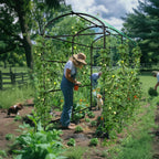 Garden Arch Trellis for Climbing Plants