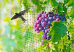 Bird Netting 2.3m X 30m