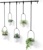 Hanging Planter for Window (Set of 5)