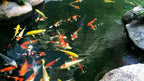 Koi Pond Netting Kit