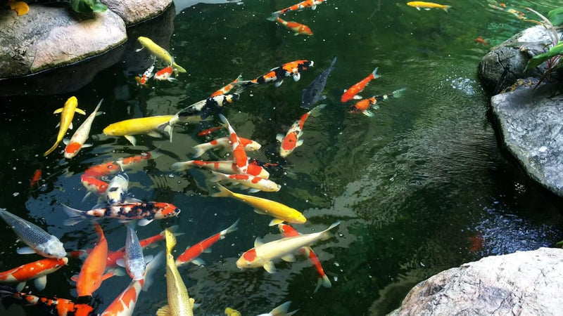 Koi Pond Netting Kit