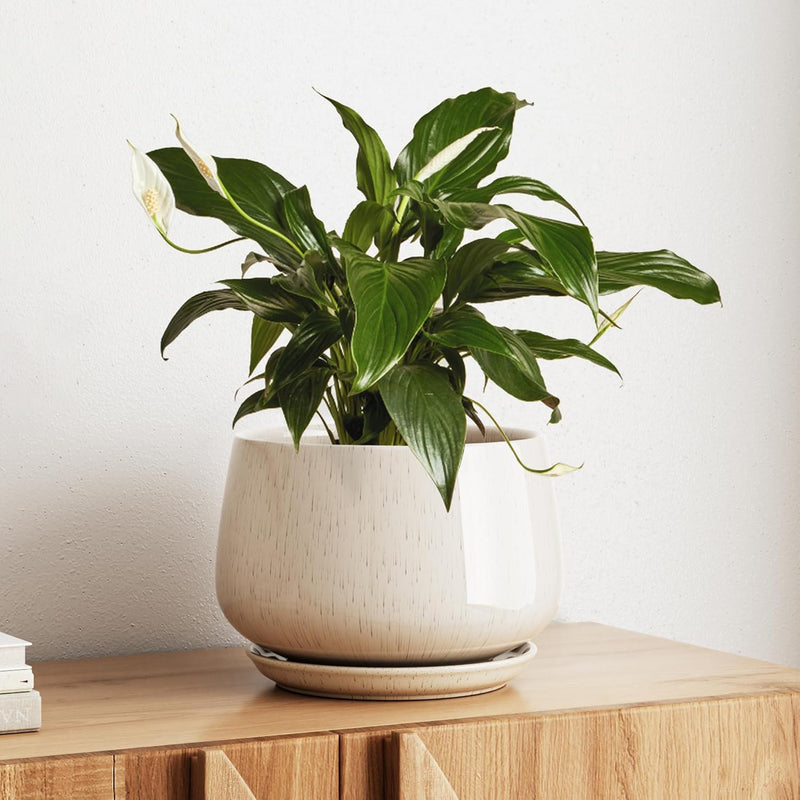 Large Ceramic Plant Pots