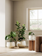Large Ceramic Plant Pots