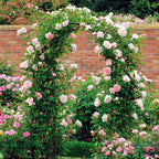 Metal Rose Arch Trellis Steel Frame Garden Flower