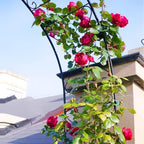 Metal Rose Arch Trellis Steel Frame Garden Flower