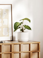 Plant Pot Large Ceramic Pots