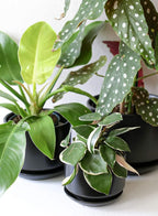 Plant Pot Large Ceramic Pots