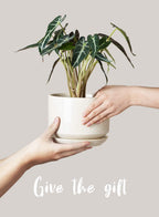 Plant Pot Large Ceramic Pots