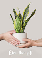 Plant Pot Large Ceramic Pots