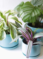 Plant Pot Large Ceramic Pots