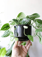 Plant Pot Large Ceramic Pots