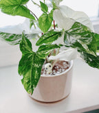 Plant Pot Large Ceramic Pots