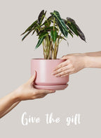 Plant Pot Large Ceramic Pots